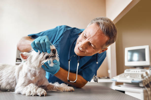 Best Emergency Tooth Extraction in Enosburg Falls, VT